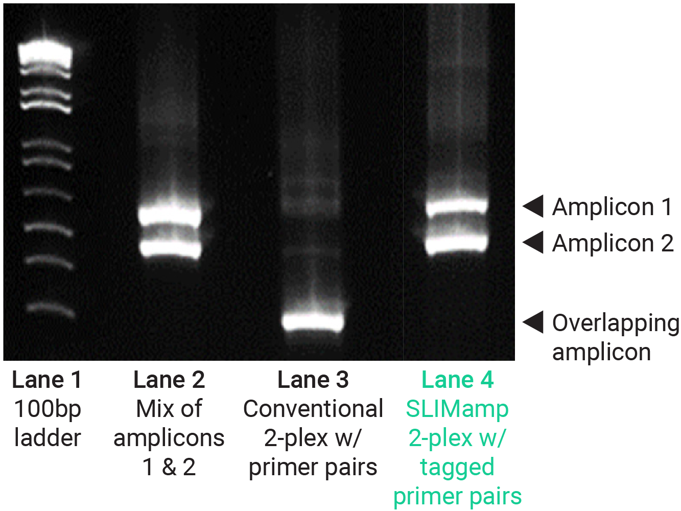 Slimamp target amplification by NGS